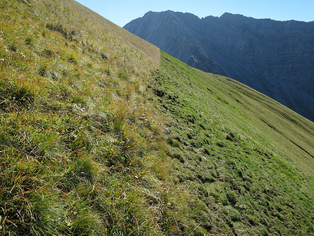 bleispitz86.jpg - Nicht Schaf - Schaf. So deutlich hatte ich das noch nie gesehen.