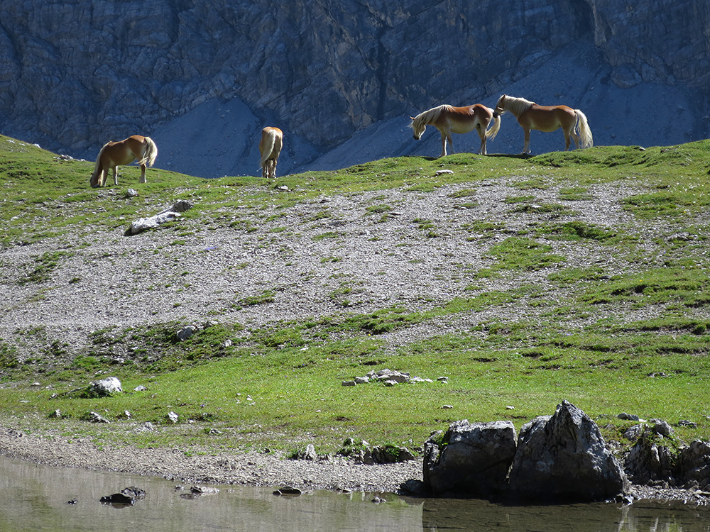 steinsee260.jpg - Runterkommen, den Tag revue passieren lassen, friedlichen Wildpferden beim Grasen zusehen.